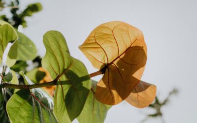 Die Vor- und Nachteile von Parkett in Ihrem Zuhause