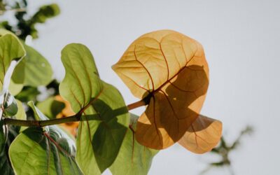 Der ultimative Leitfaden für Eichenparkett: Dauerhaftigkeit trifft Eleganz