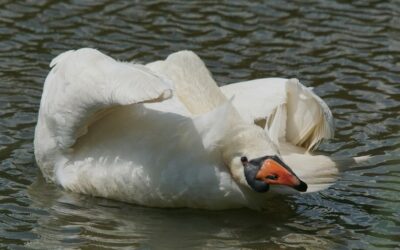 Die besten Tipps für die Pflege von Parkettböden