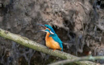 Wie man einen offenen Kleiderschrank stilvoll organisiert