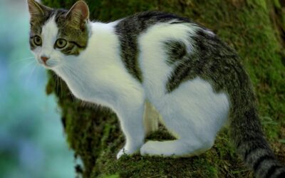 Die besten Tipps für den Saunabau in der Schweiz