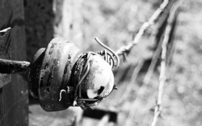 Die Kunst des Schreiners: Handwerk und Tradition